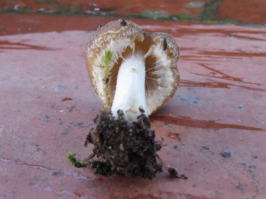 Psathyrella ssp.